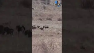 Playful Black Wildebeest  #animals #nature #wildlife #wildanimals #africa #wildebeest #hunting