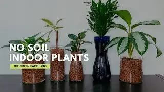 #83 How To Convert Indoor Plants to LECA (Clay Pebbles): A Semi-Hydroponic System | UPDATES