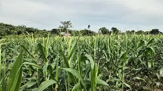 PERKEMBANGAN TANAMAN JAGUNG MANIS DI LAHAN KEBUN ASIAN SURVIVOR