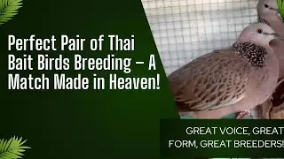Perfect Pair of Thai Bait Birds Breeding &ndash; A Match Made in Heaven!