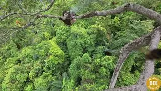 Unbelievable Jungle Honey Hunt at Deadly Heights ｜ Ancient Wild Bee Tradition wjKKPFo018c part2