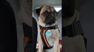 Emma Pug helping me learn configurations of the new car