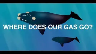 WHERE DOES OUR GAS GO (2025) Writer and Producer - John Foss