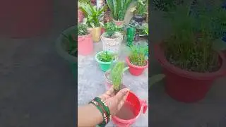aloevera baby pups  grow at home#gardening #home #trending #plants #viral