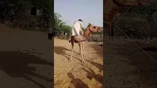 The desert&rsquo;s free spirit A boy sits upside down on the camel&rsquo;s shoulder  a sight worth watching