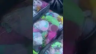 Огромная коллекция плюшевых игрушек!! Что мне с ней делать???