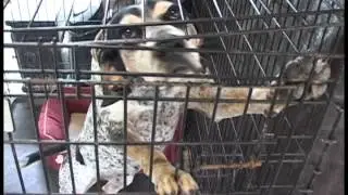 Big Dog Ranch Rescue