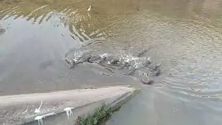 新加坡野生水獭 Watch the 14 Smooth-coated Otters Being Wild In Singapore_ Sungei Ulu Pandan_ 30 Jan 2026