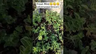 Fresh Mint || ताजा पुदिना😋😋#plants #pudhina #kashyapgardencare #mint
