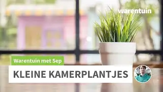 Kleine kamerplantjes