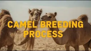 Camel Breeding |camel mating process😍🐪#camel #camellife #camelbreeding #breeding #breedingprogress