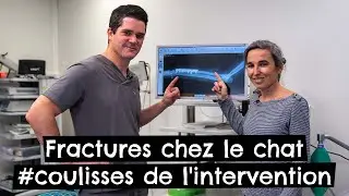 Fractures chez le chat #coulisses de l'intervention 🐱