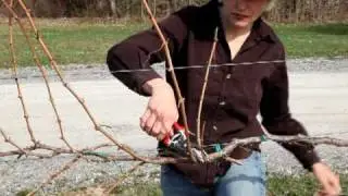 Arrowhead_Scott-Henry_Pruning.MOV