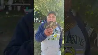 Ontan las tocadas?