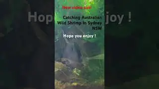 Brand new video Catching Australian Wild shrimp On Chris Aquatics!