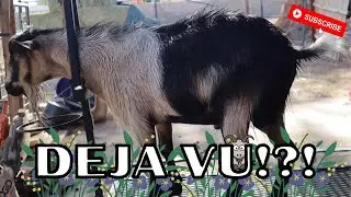 My Favorite PART!! | Preparing Bucks For Show