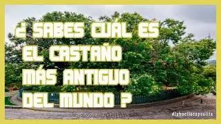 El CASTA&Ntilde;O M&Aacute;S ANTIGUO de Europa est&aacute; en Sicilia, &iquest;lo sab&iacute;as? | #lahuellacapsulita