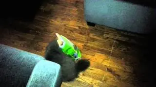 Cat stuck in Purina bag falls off book shelf and runs around.