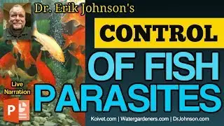 Symptoms, Identification and Control of Parasites like Ich, Flukes and Lice