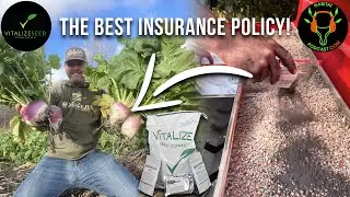 The BEST insurance policy for your food plot seeds!