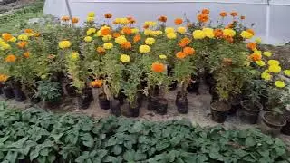 Nursery visit 