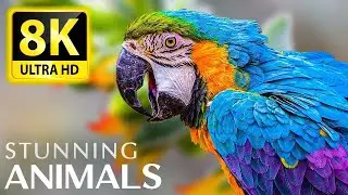 EXCELLENT ANIMAL 8K ULTRA HD (60 FPS) &bull; Relaxing music and nature sounds 8K TV