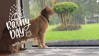 Kitty cat Mr. Milo watching the rain.