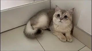7 month old kitten cat Pepper wagging its tail and winking