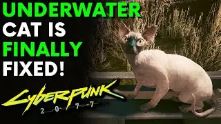 Cyberpunk 2077 - Underwater Cat Is Finally Fixed in Patch 1.5 (Location & Guide)