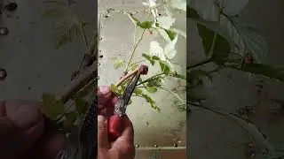 вредители малины