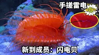 价值800块的海洋盲盒，竟然开出了闪电贝，切换效果还能看到蓝色雷电#诺亚方缸 #海洋生物 #私人海洋 #万物可爱计划