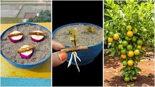 Growing guava plant at home from stem | Easy method that works fast
