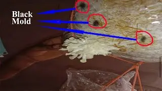 मशरुम में होने वाली बीमारी 