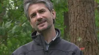 SIGCA - Videoguía sobre trazabilidad de la madera de pino marítimo (por Agresta S. Coop.)