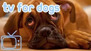 How to Help A Bored Dog? Entertaining Wildlife Footage for Dogs! (Working)