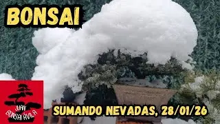 Nevada Tornadizos de Ávila, bonsai invernal #bonsai