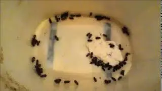 Larder Beetle Colony  Timelapses  2019 Part #1044 44