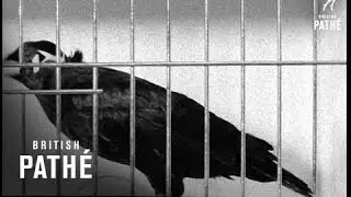 Cage Bird Exhibition (1967)