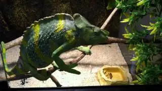 Miracle Pet's Meller's Chameleon in action