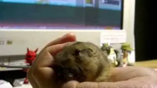 chirp of Steppe Lemming