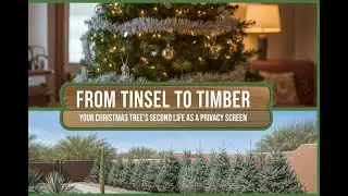 From Tinsel to Timber  - Your Christmas Tree's Second Life as a Privacy Screen