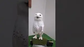 Owl , can I get a Hom? 🤩