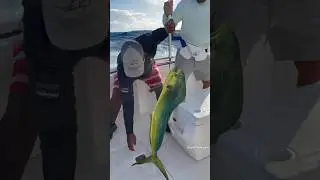 Рыбалка в Доминикане (Cap Cana): махи-махи, ваху - iDominicana.com #рыбалкавдоминикане #capcana