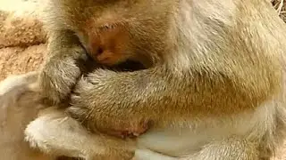 BARON Screaming Loudly | Mom Weaning and Bites Baby No Milk | Baby Monkey Videos
