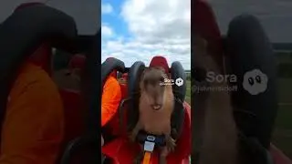 Capybara Roller Coasters  #animals #funny #capybara  #soralife