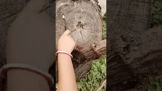 #shorts#Annual rings#Anatomy of flowering plants#neet#class11#