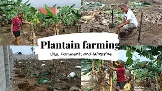 Setting up a plantain farm | Profitability of Plantain farming in Nigeria