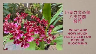 2326 巧克力文心蘭長八支花箭的竅門 what and how much fertilizer for orchid blooming