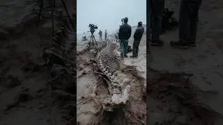 Storm Washes Away Sand, Revealing Massive Rib Cage Beneath Shoreline