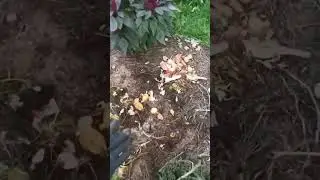 une technique en #permaculture #astuce #potager #bio